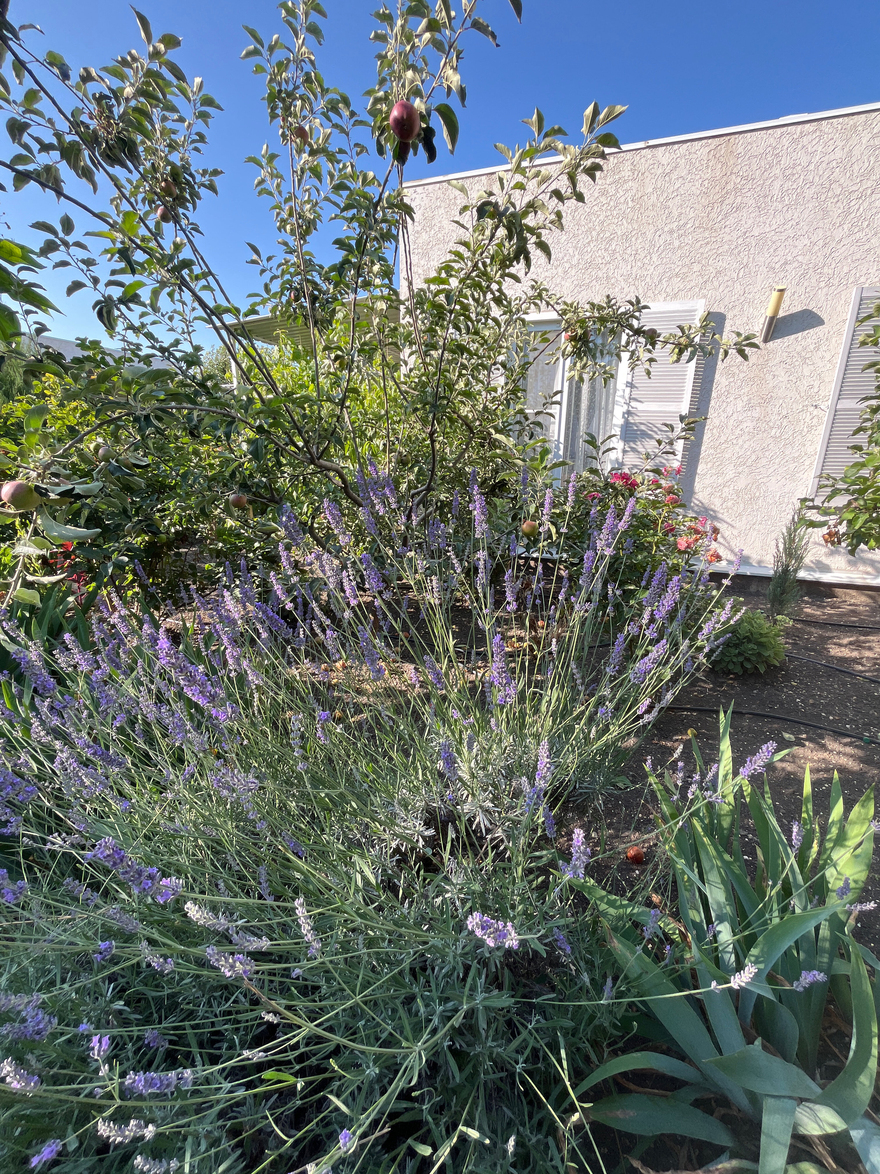 Фото VillaPetra