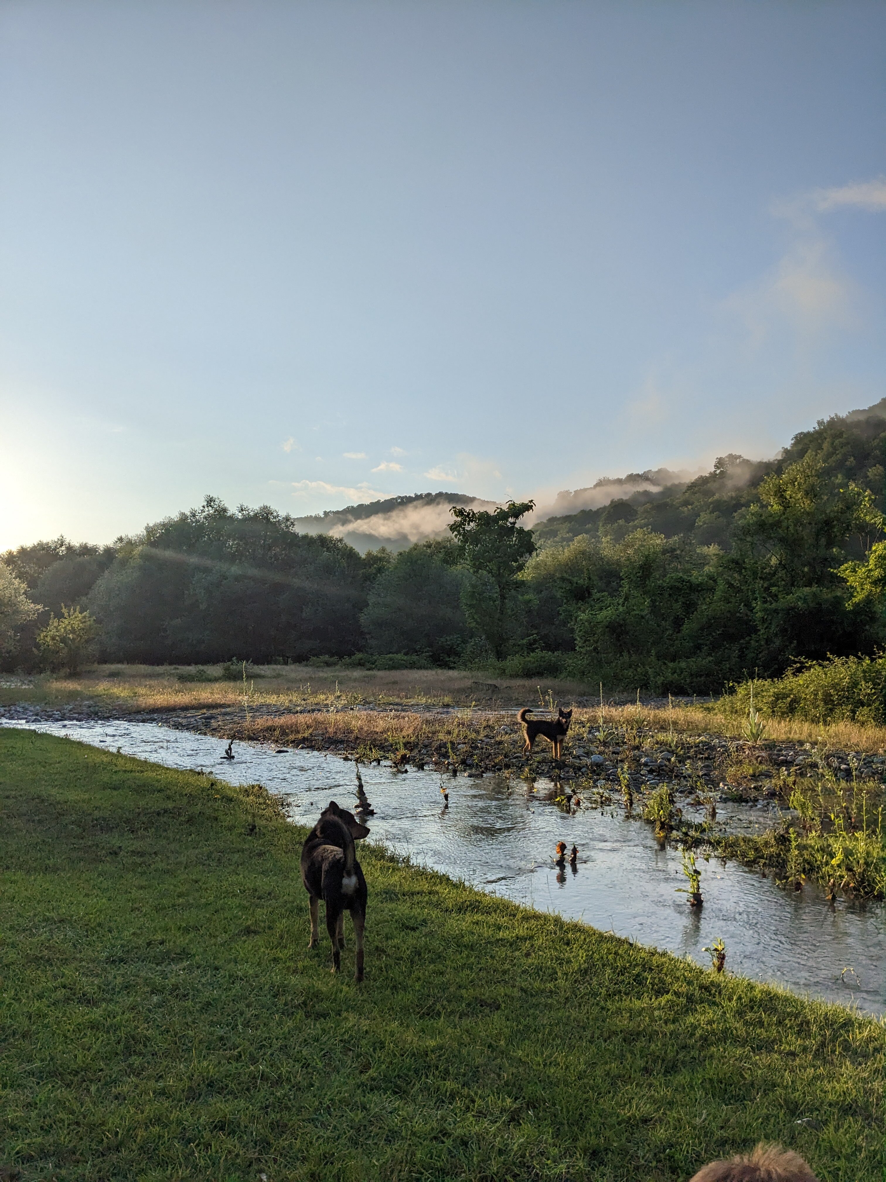 Фото Южный Вайб Древо