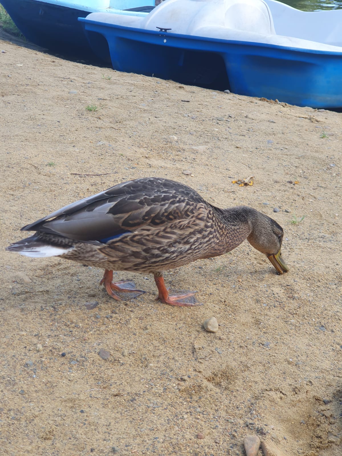 Фото Фортуна