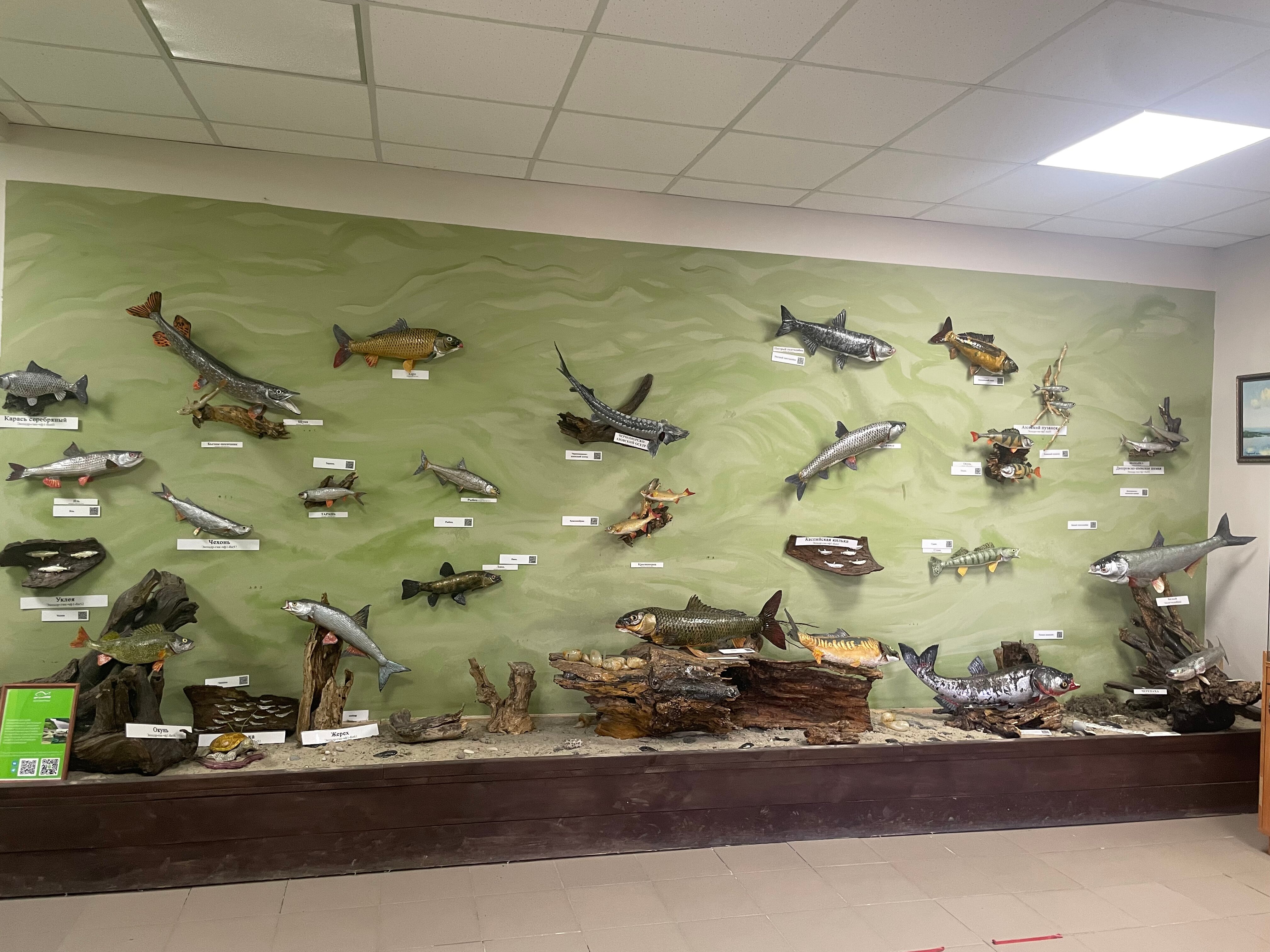 Фото Донская рыба