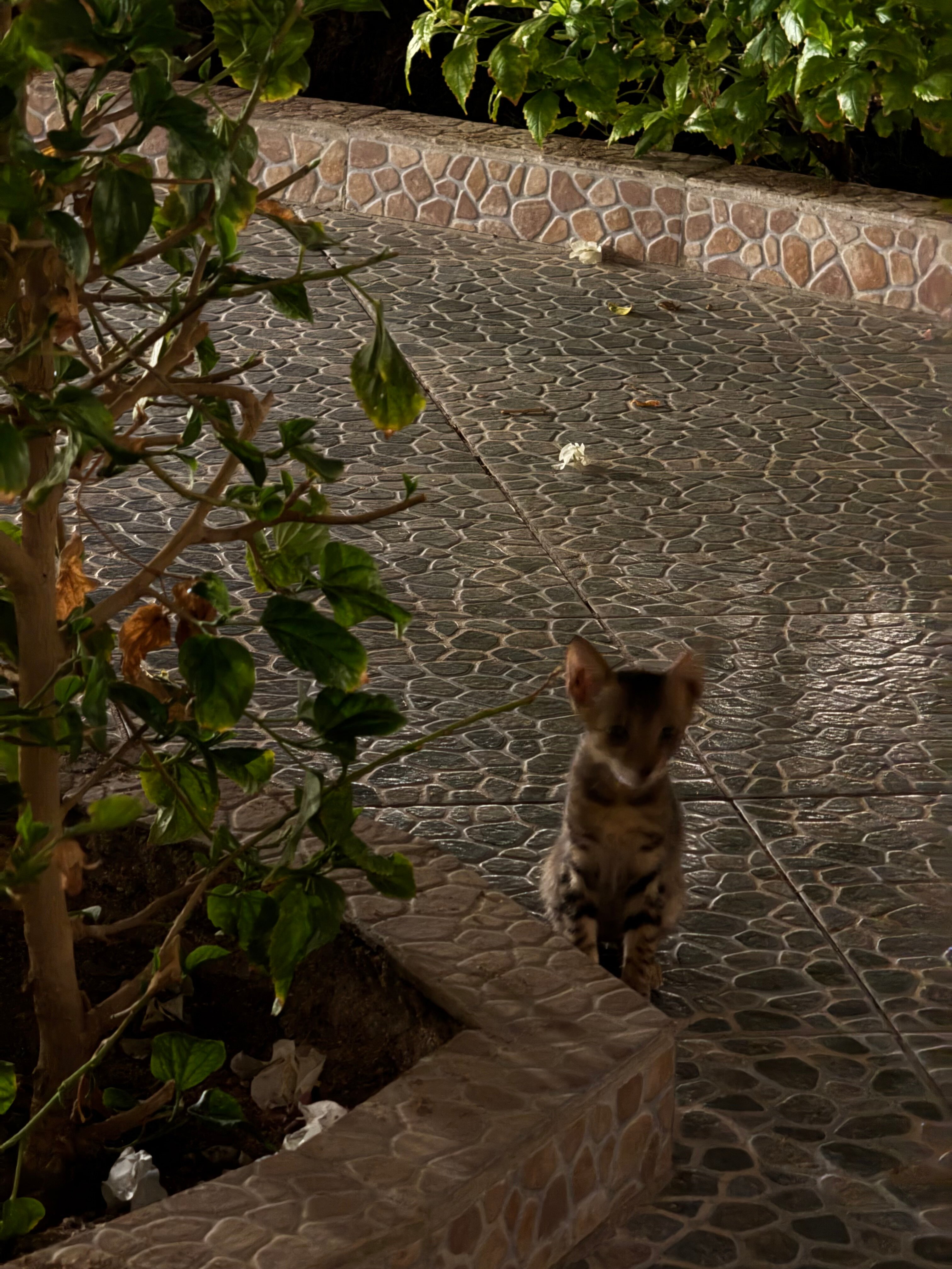 Фото Falcon Hills Hotel