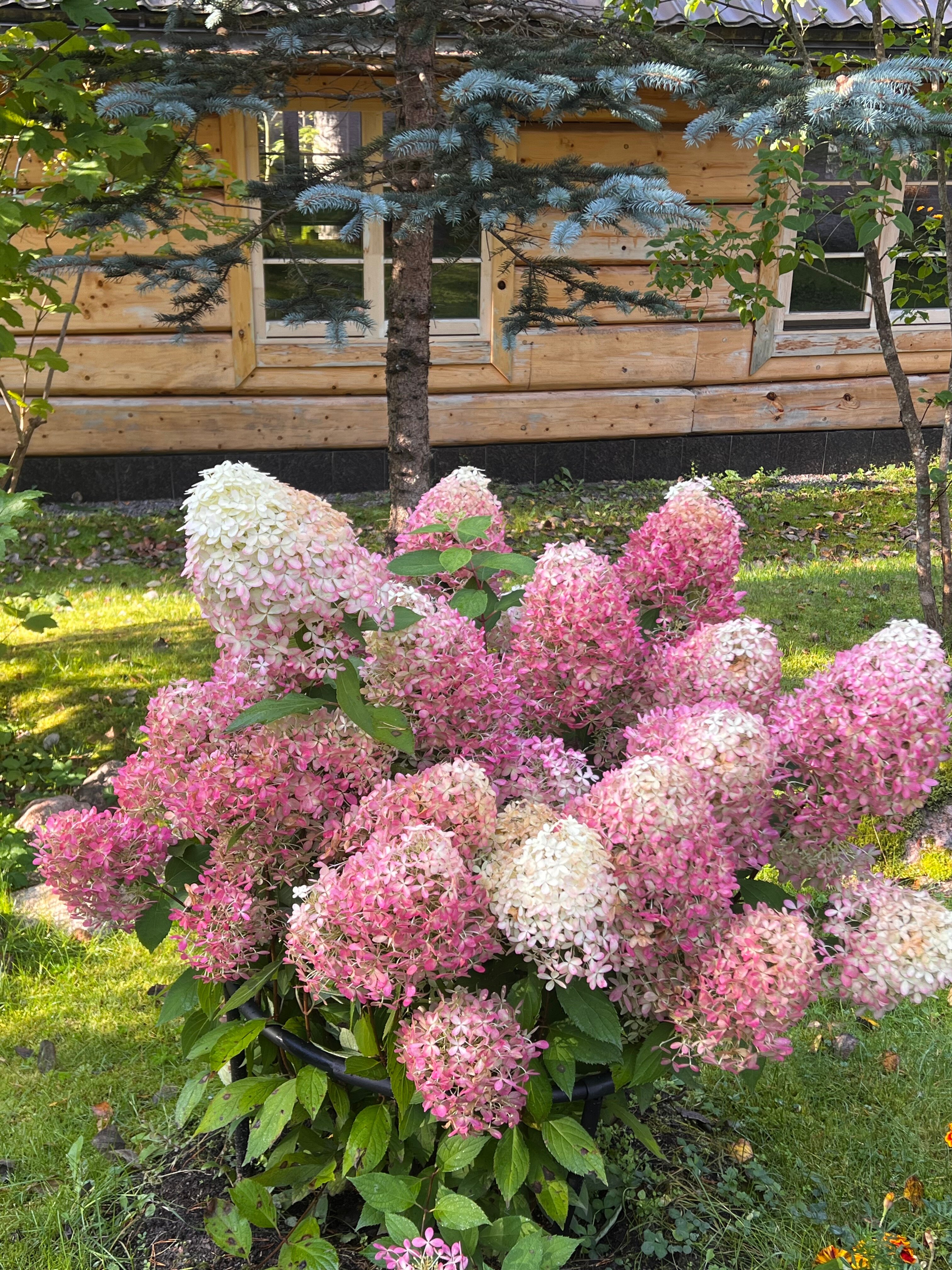 Фото Тапиола