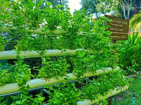 Фото Birds and Bees Resort