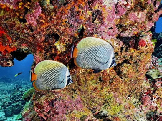 Фото Phoenix Hotel Karon Beach