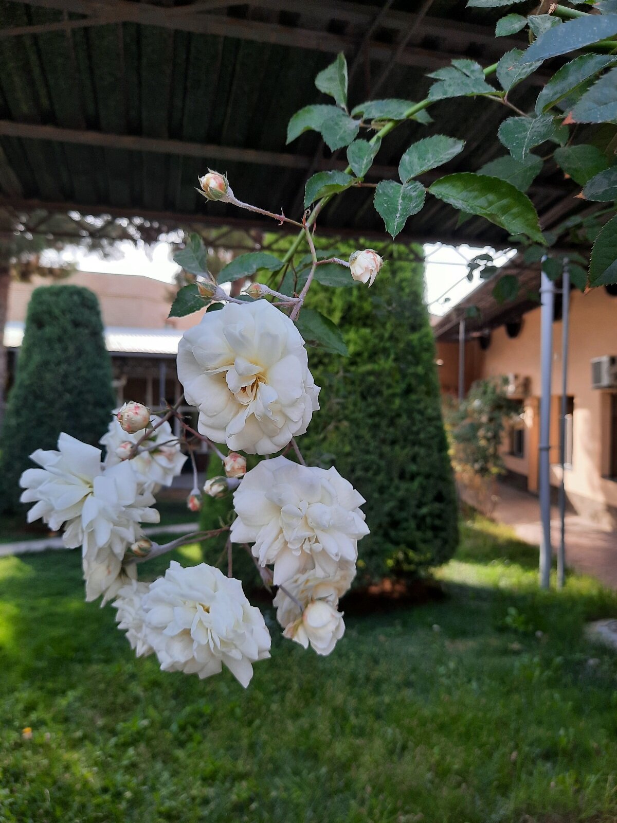 Фото Rohat Mirobod