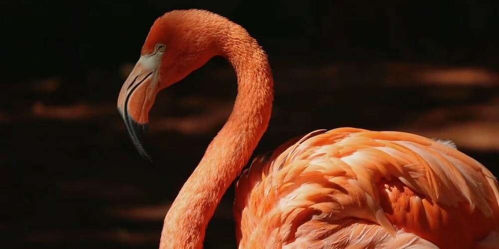 Фото Crowne Plaza Shanghai Hongqiao