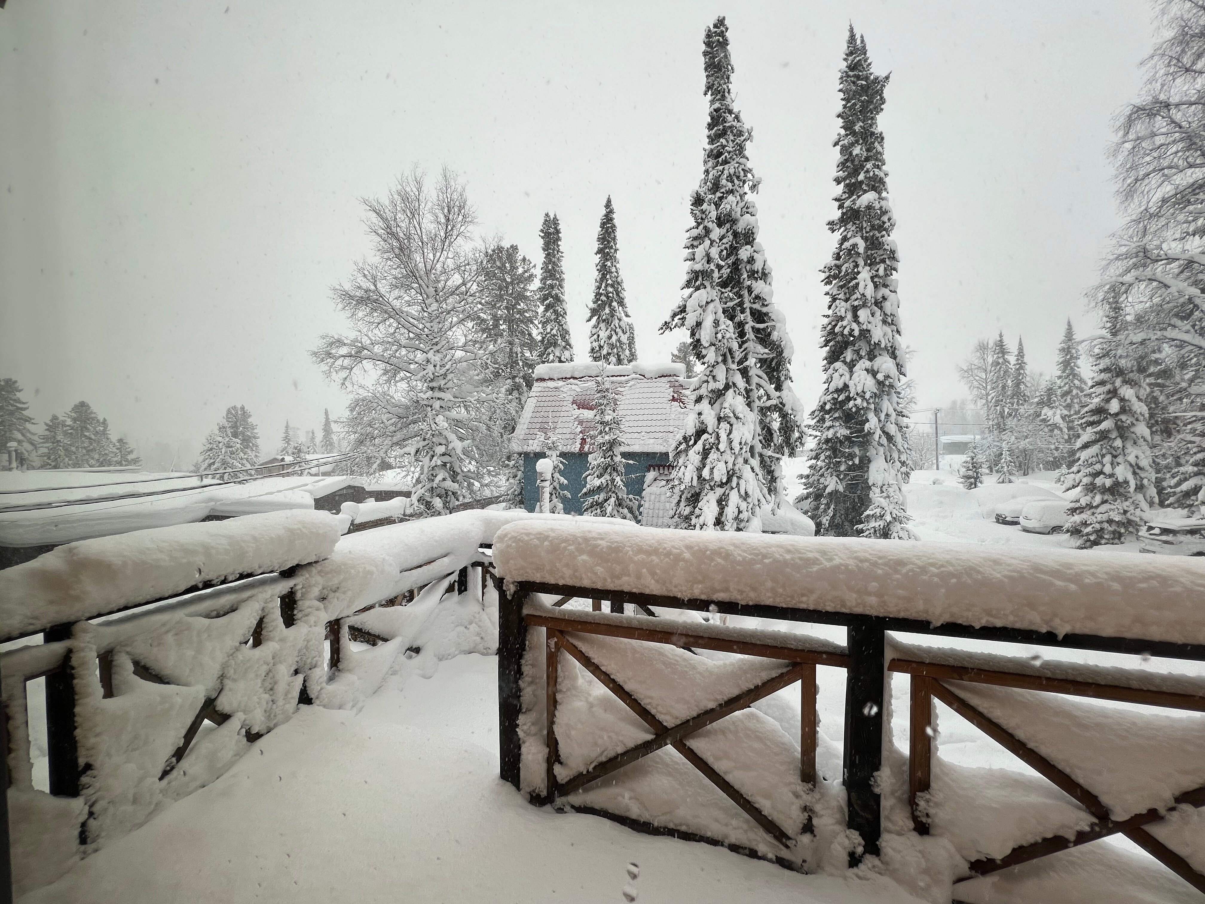 Фото Заповедный лес