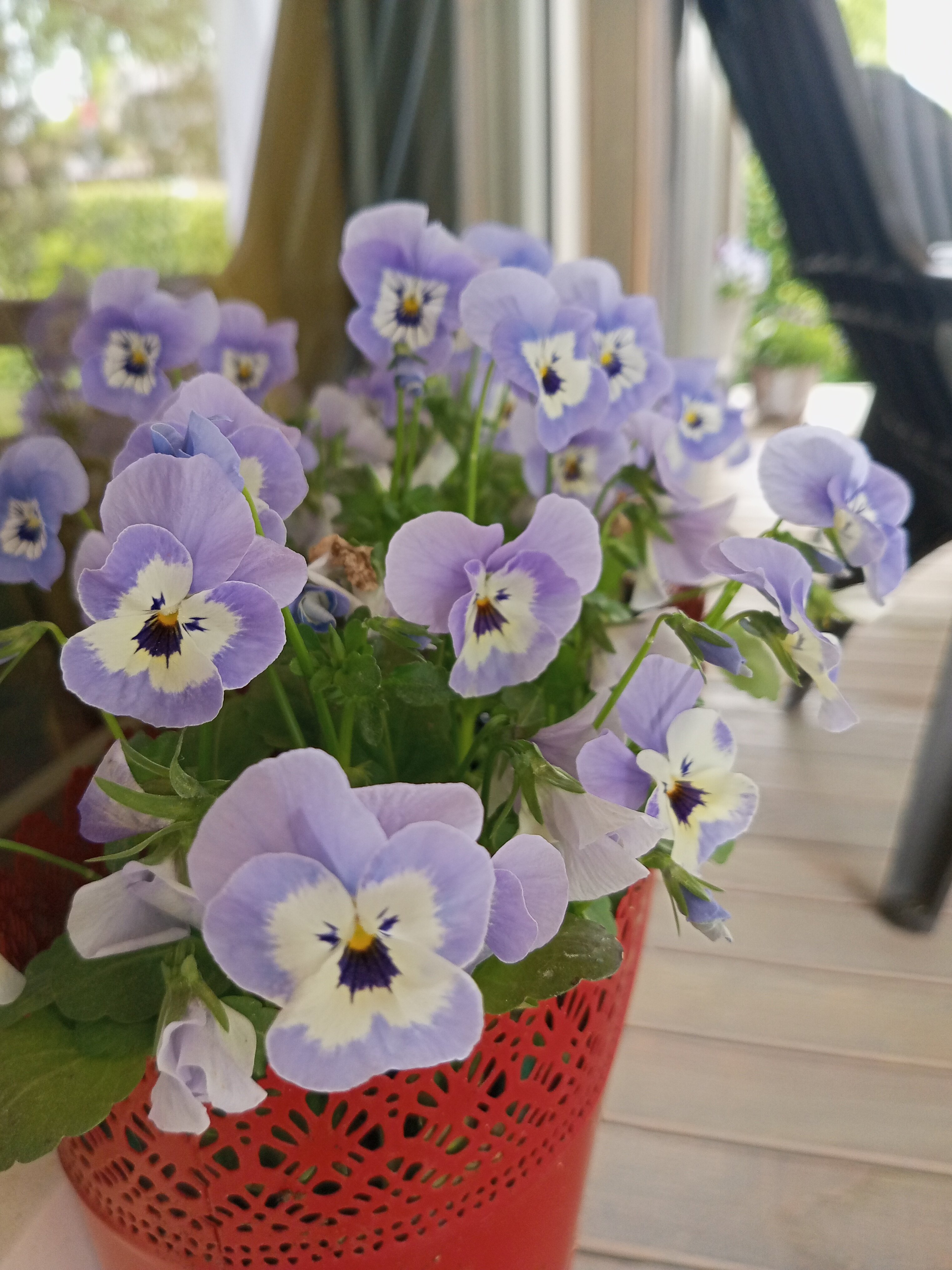 Фото Мечта Поэта