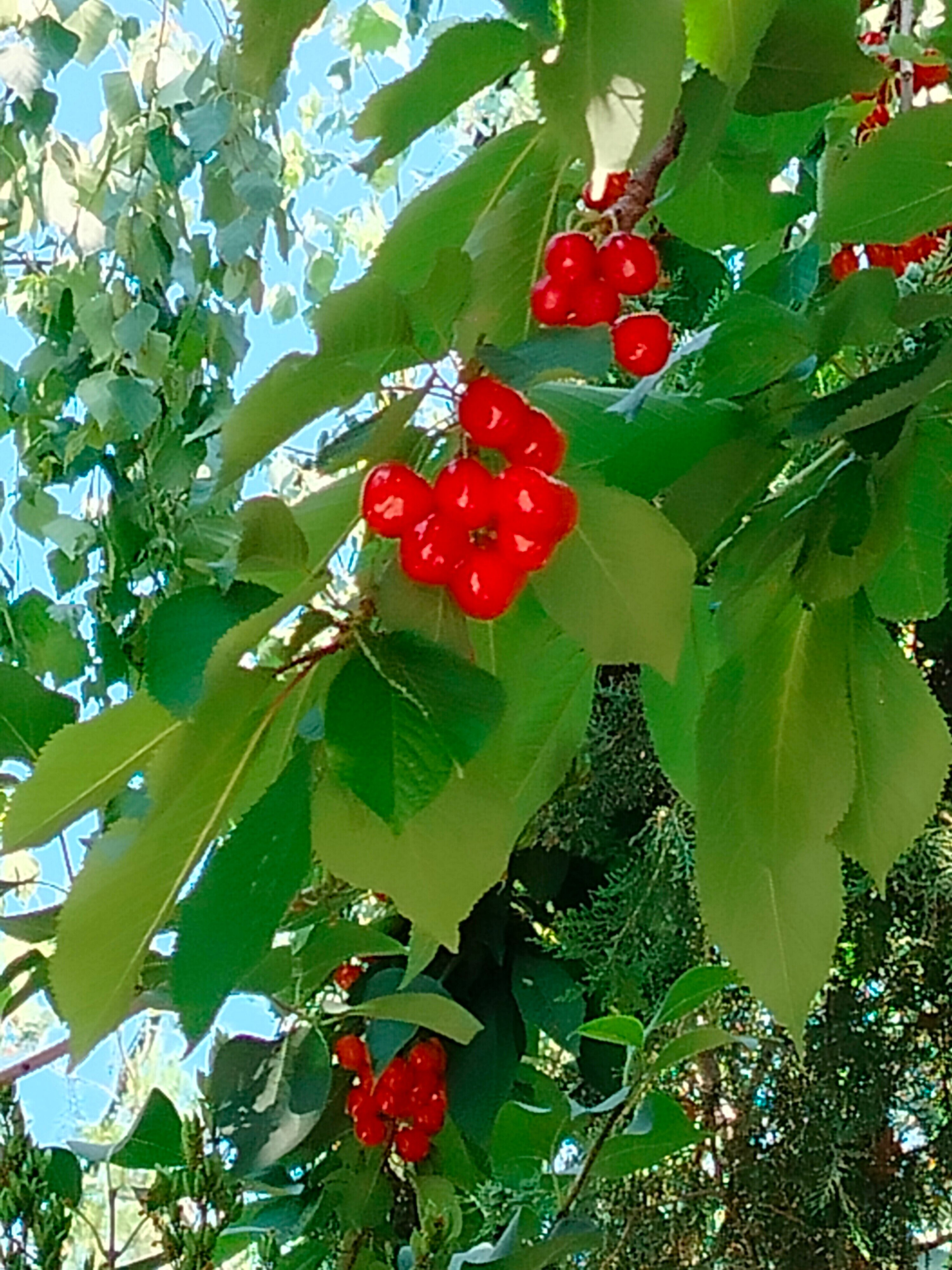 Фото Александровский сад у моря