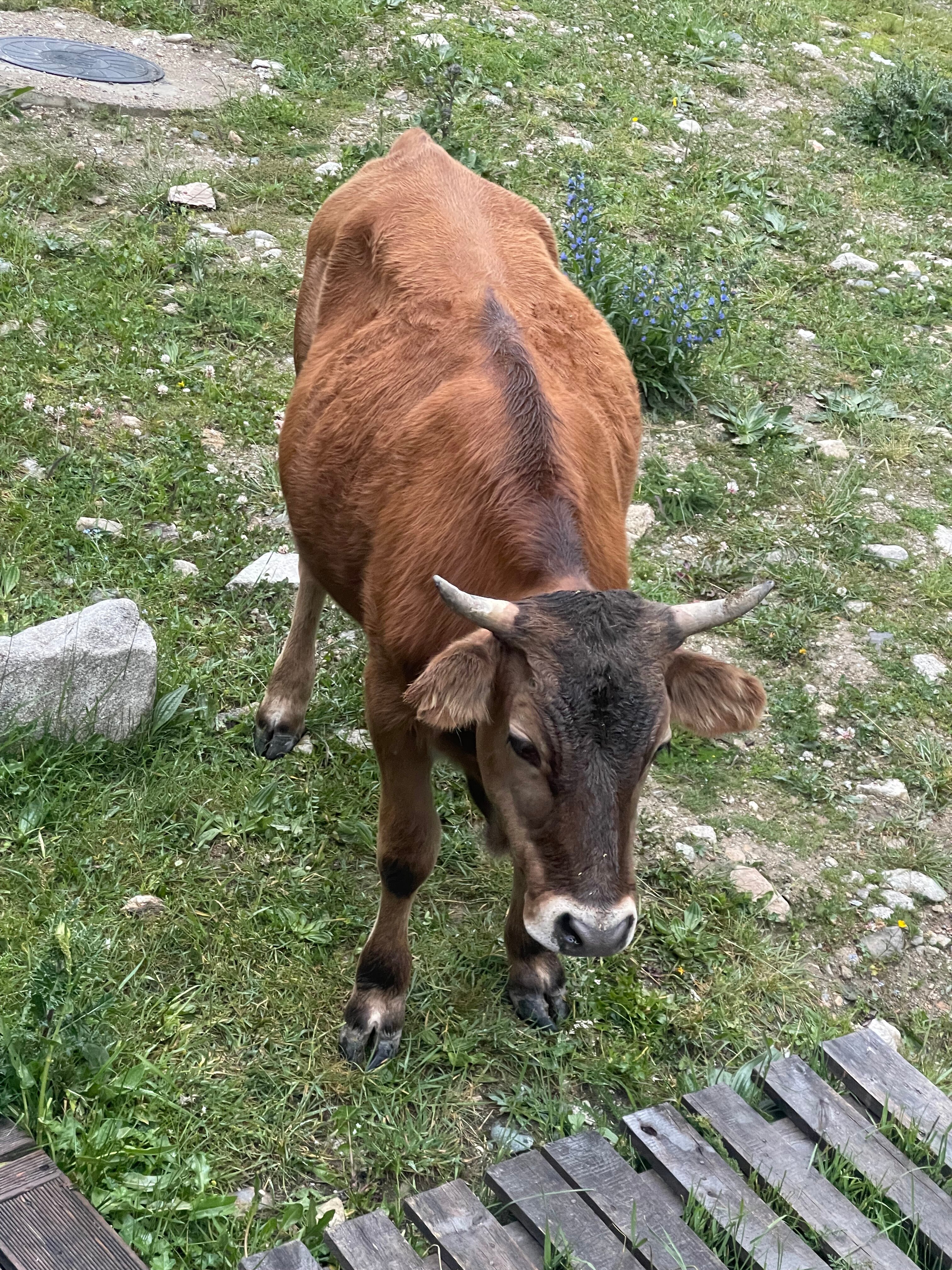 Фото Блэк Поинт