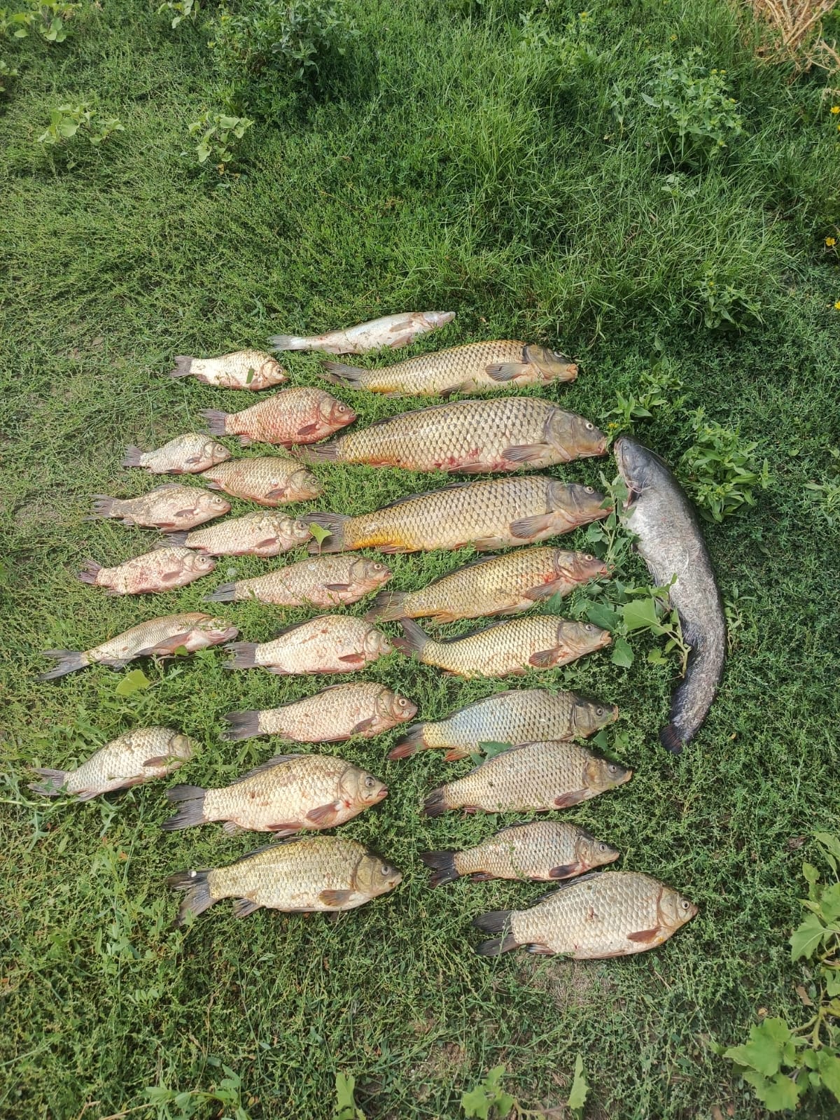 Фото Рыбаградъ