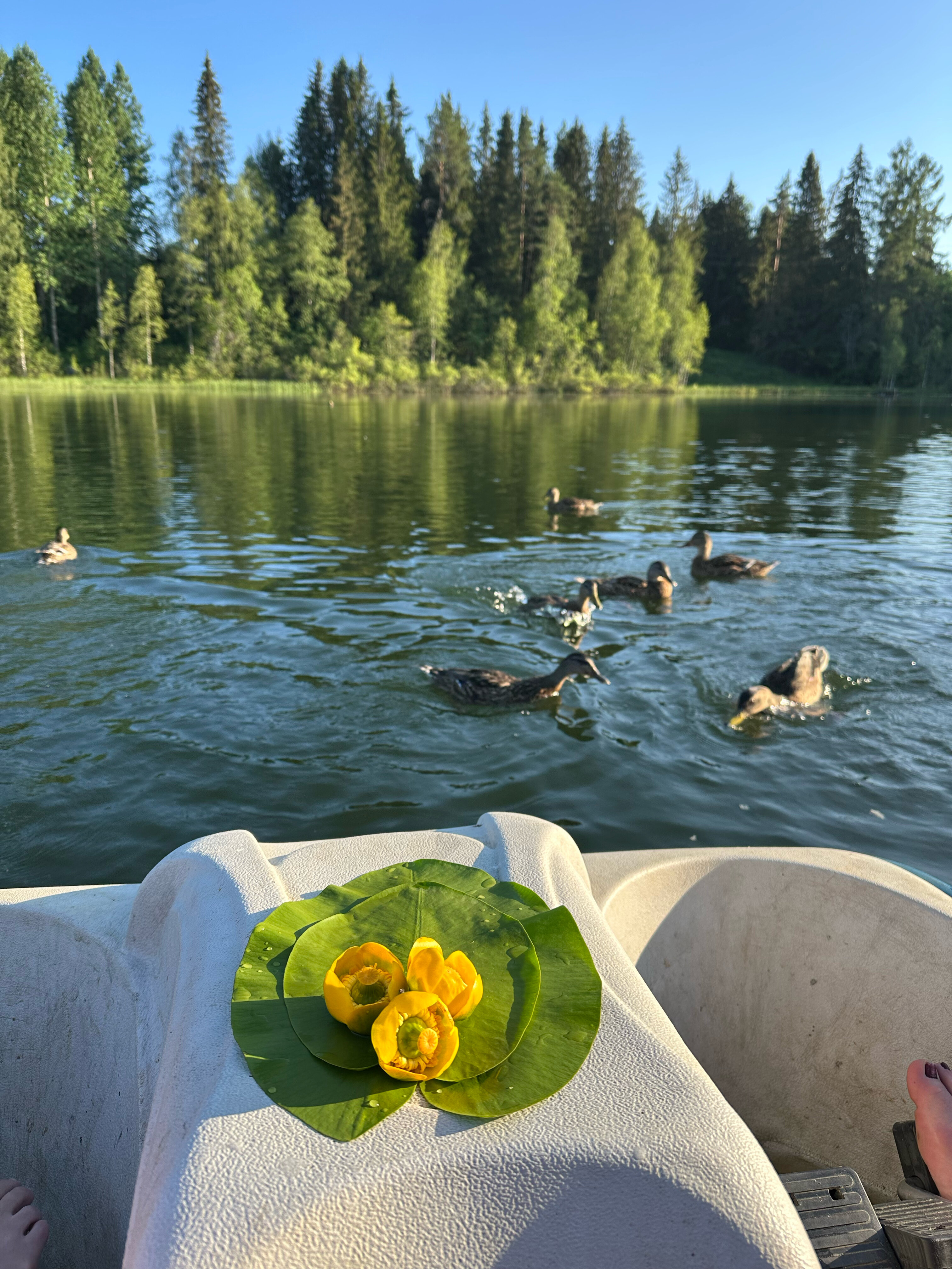 Фото Фортуна