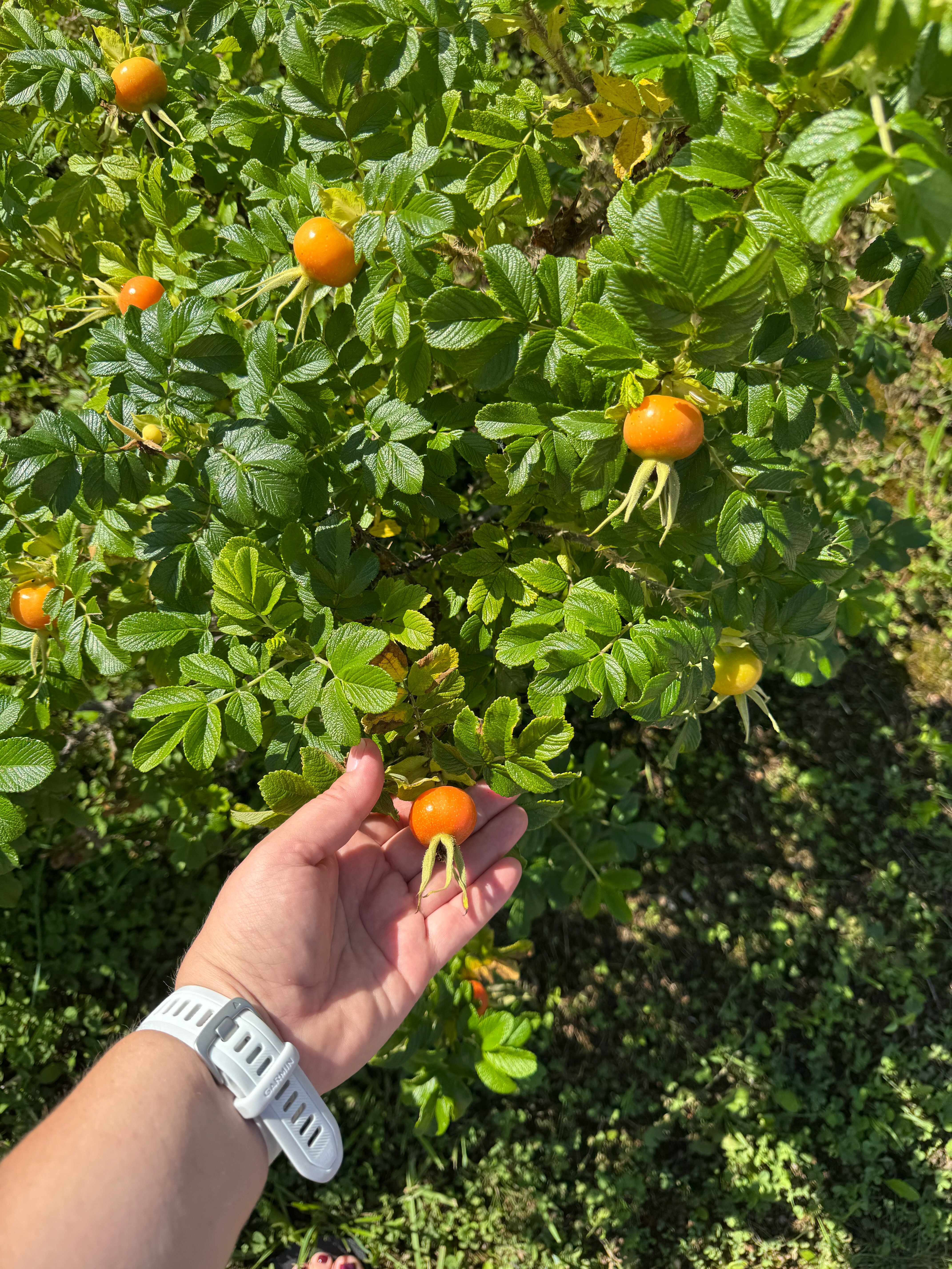 Фото Лесная поляна