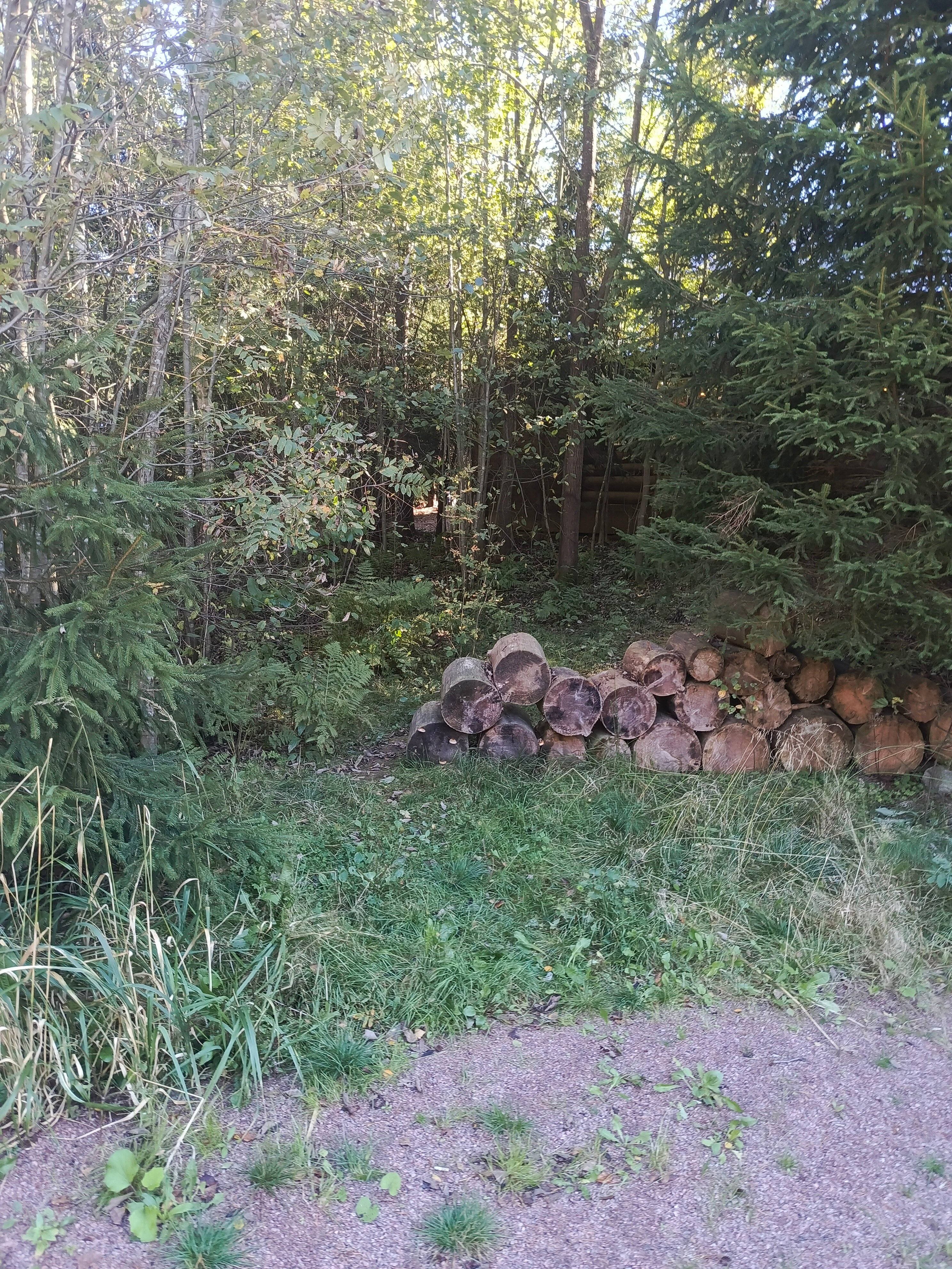 Фото Парк Лесок