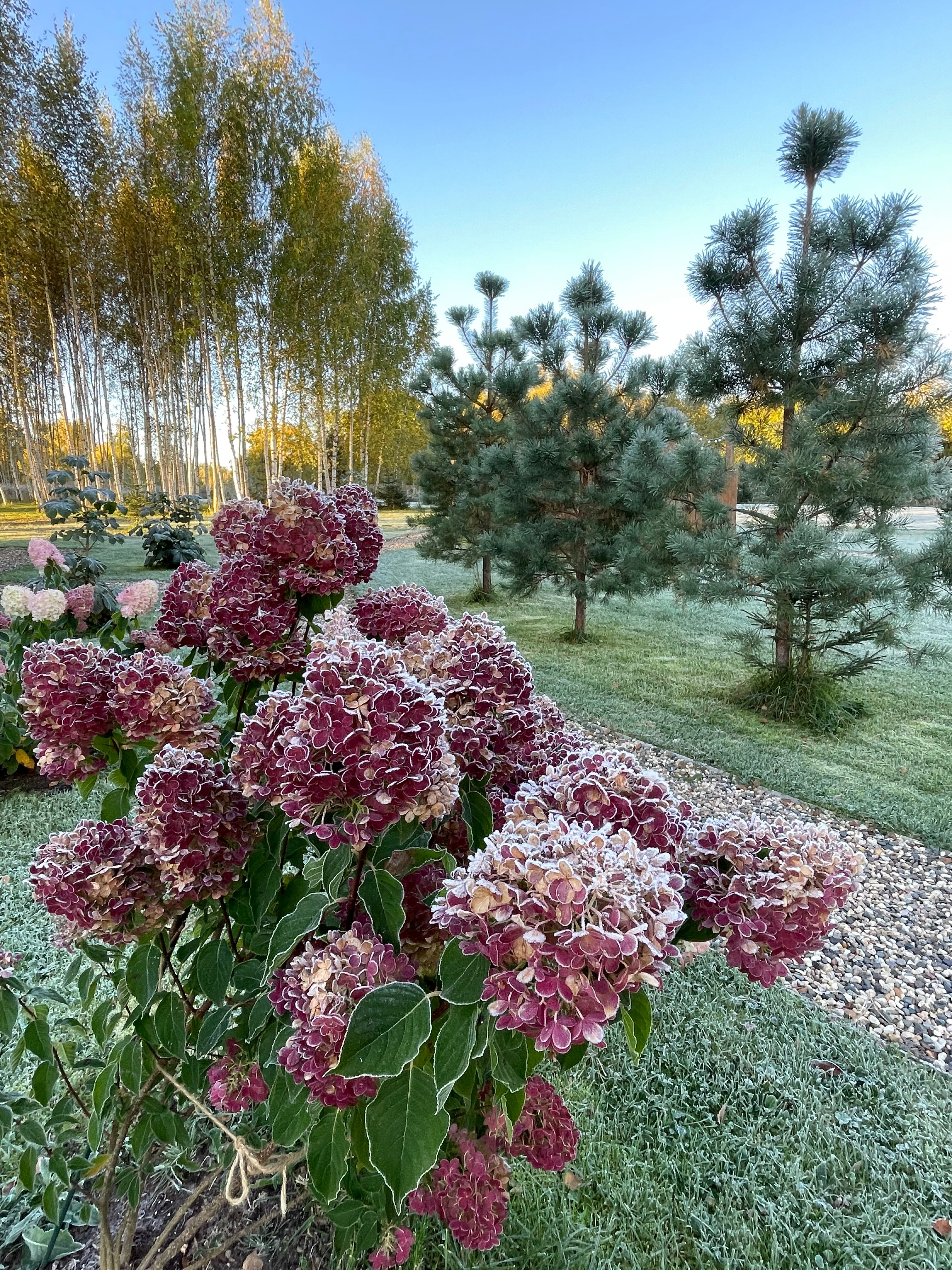 Фото Эко дача Берёза