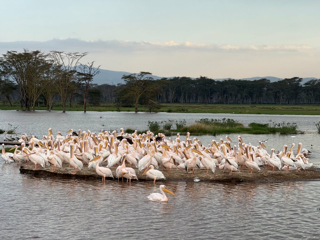 Hotel Lake Nakuru Lodge, Earth, photo