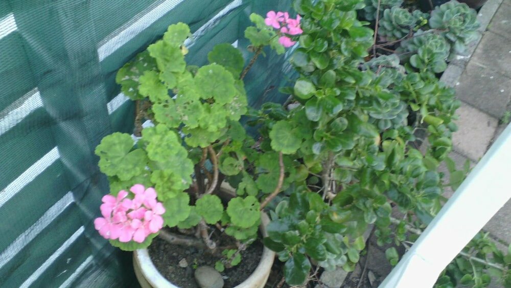 Фото 747 Motel Wellington