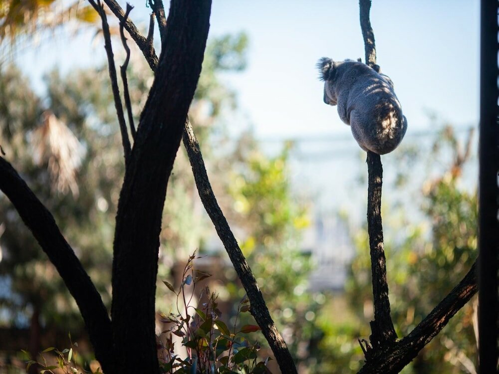 Фото Wildlife Retreat at Taronga