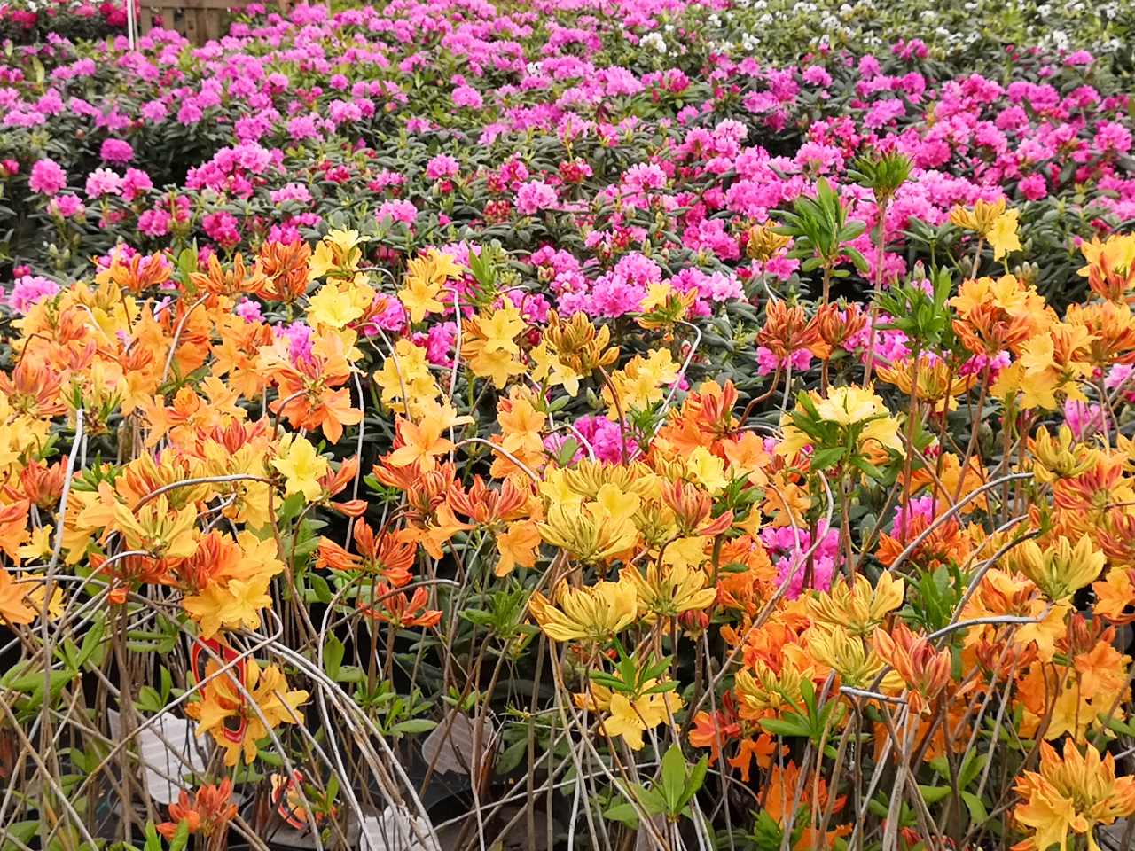 Режим работы питомника Рыжики