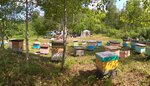 Серебряный Камень (Republic of Altai, Mayminskiy rayon), honey and beekeeping