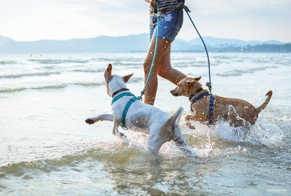 Фото Hotel Commodore