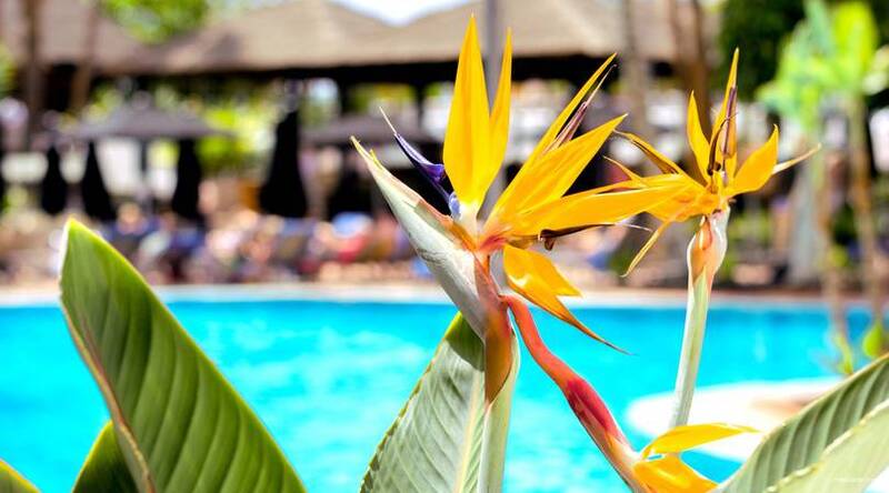 Фото Dreams Jardin Tropical Resort & SPA