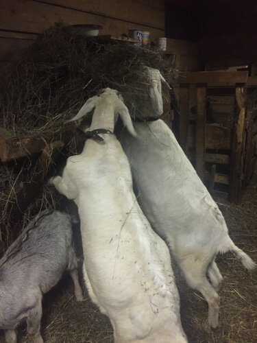 Tarım firmaları Козья ферма Счастливая коза, Saint‑Petersburg ve Leningradskaya oblastı, foto