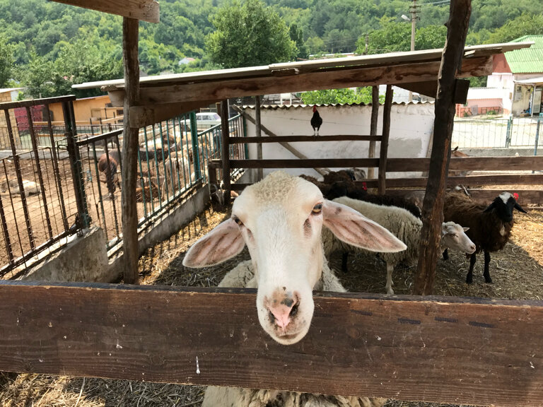 Animal farm Чудо ослик, Republic of Crimea, photo