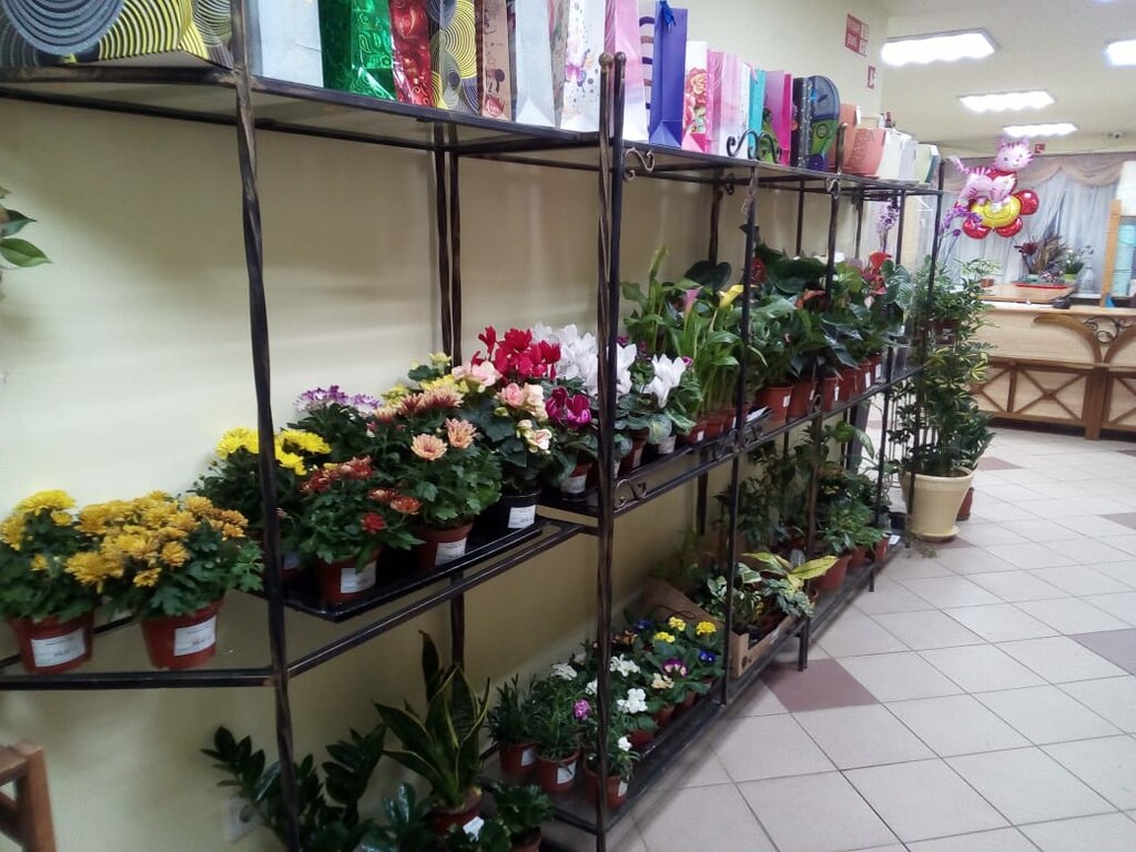 Амалия Цветы Ижевск Интернет Магазин