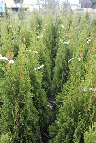 Sera ve bahçe ürünleri Rasti Sad, Moskova ve Moskovskaya oblastı, foto