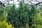 Planting nursery TuiGarden (ТЛПХ Дроздово-2, 209), vivero de plantas