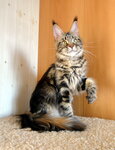 Victorycoon (mikrorayon Yuryevets, ulitsa Ros, 14А), vivero de animales