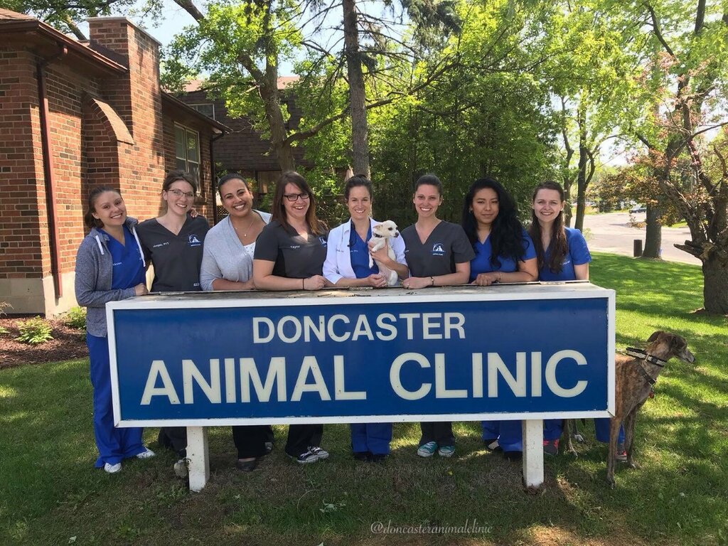 Veterinary clinic Doncaster Animal Clinic, Thornhill, photo