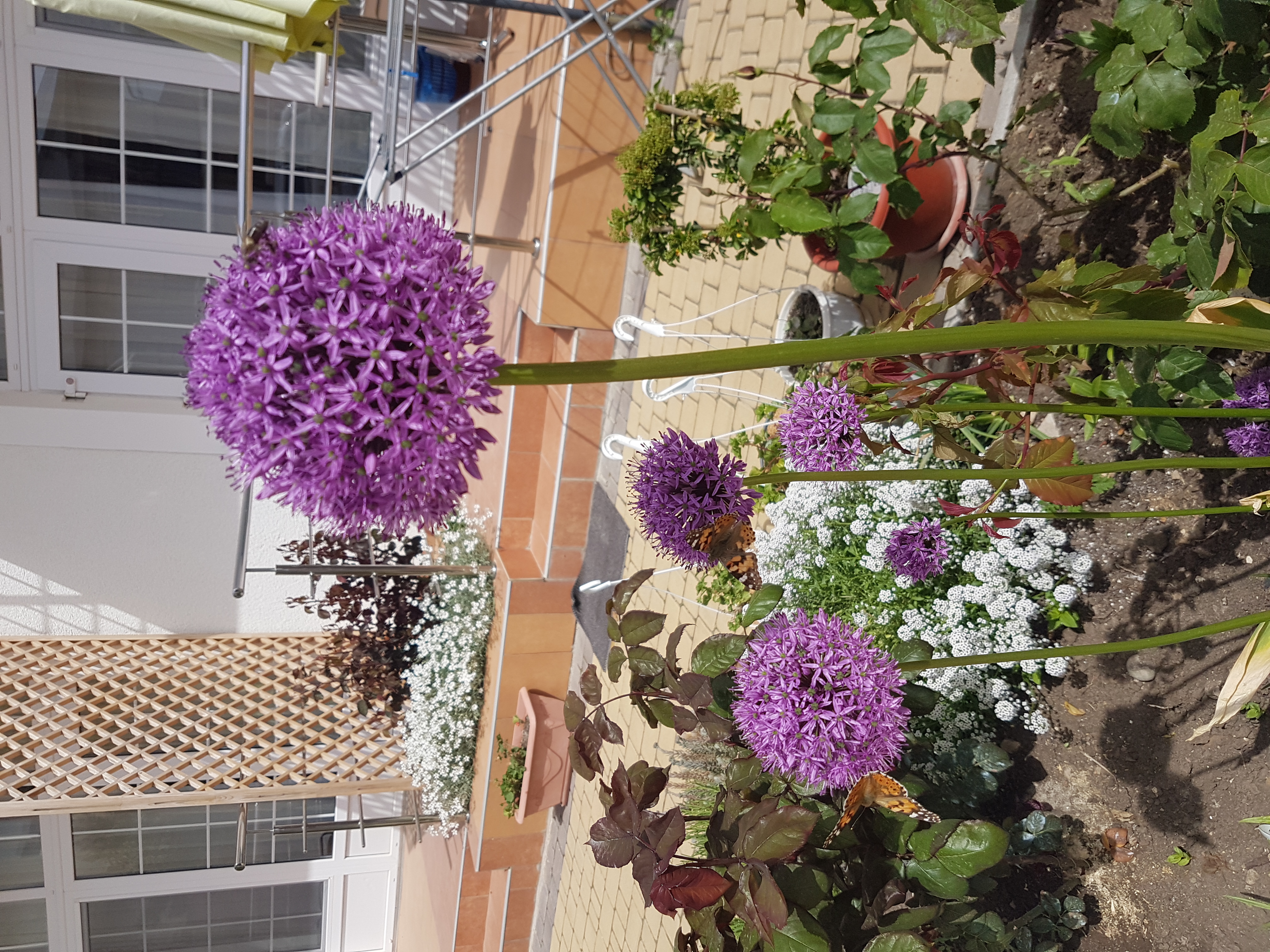 Фото Адмирал Нельсон