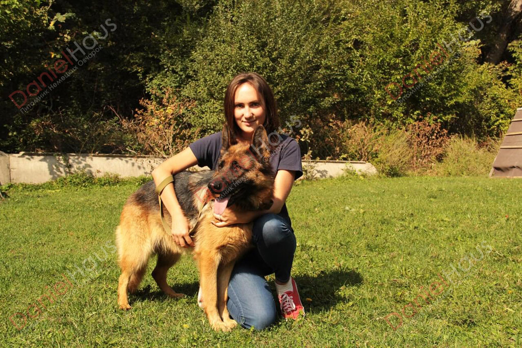 Жануарлар тәлімбағы DanielHaus, неміс овчаркаларының тәлімбағы, Алматы облысы, фото