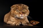 KyFigrooming (ulitsa Potapovskaya Roshcha, 5к2) ، صالون حيوانات أليفة