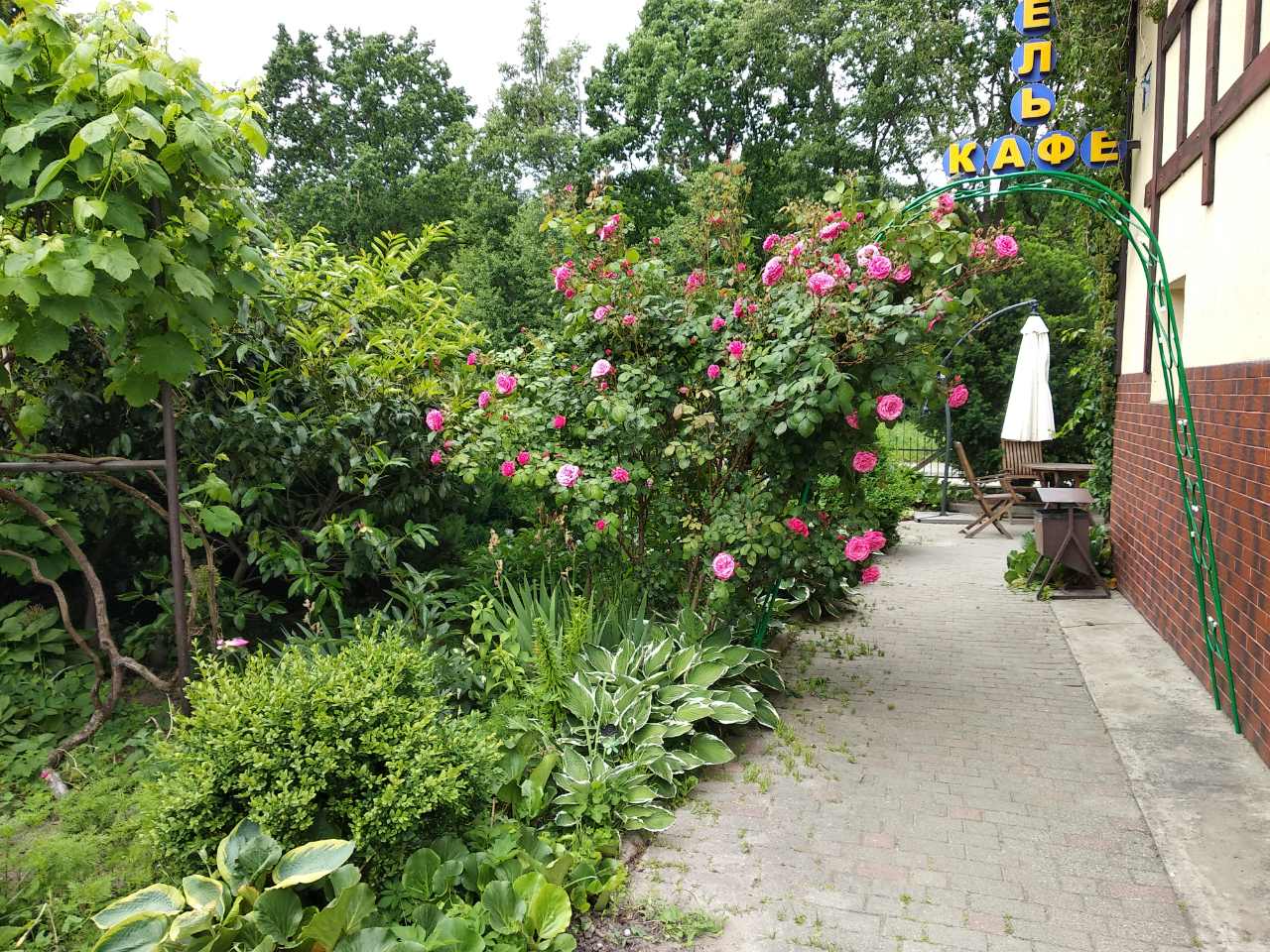 Фото Золотая Орхидея