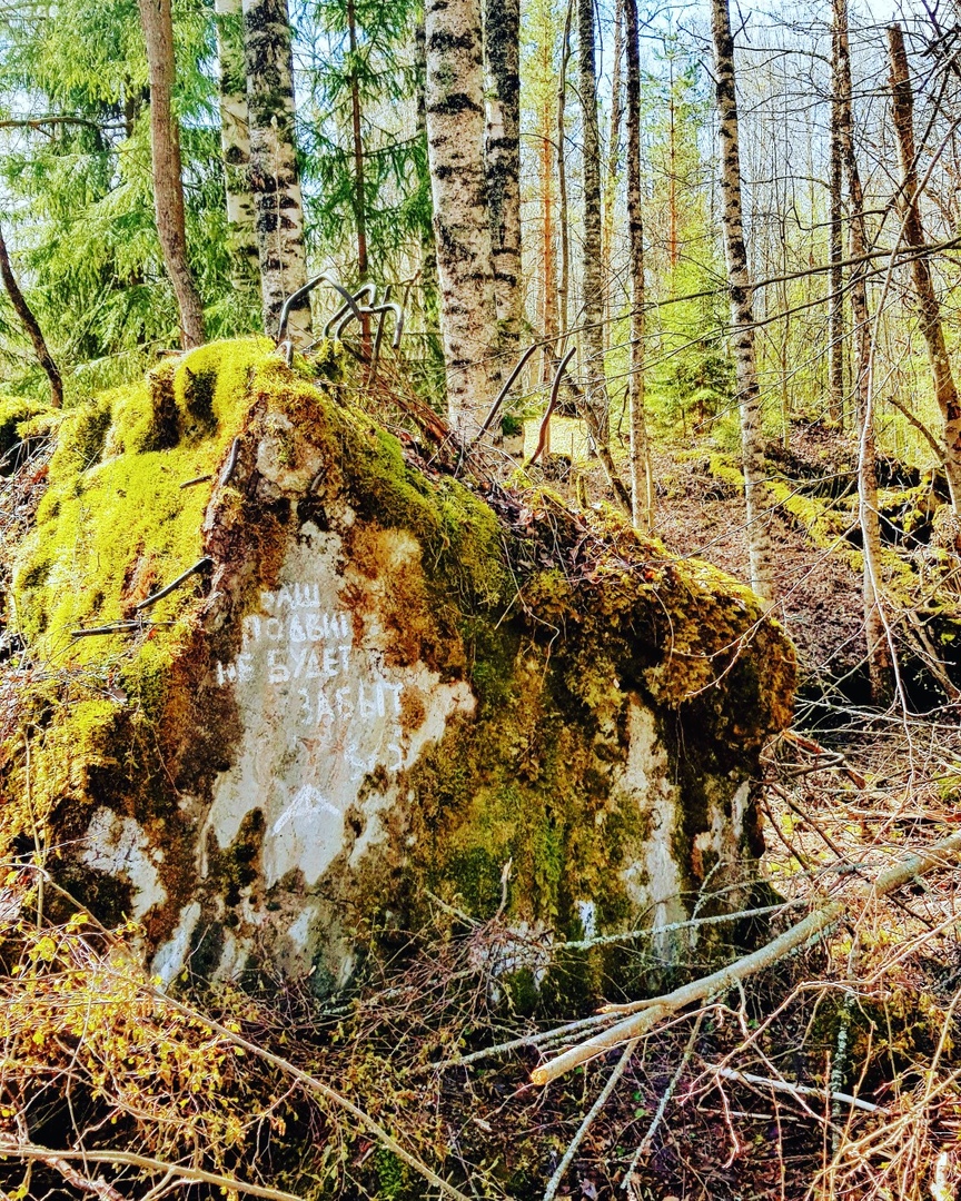 Фото Черная лиса