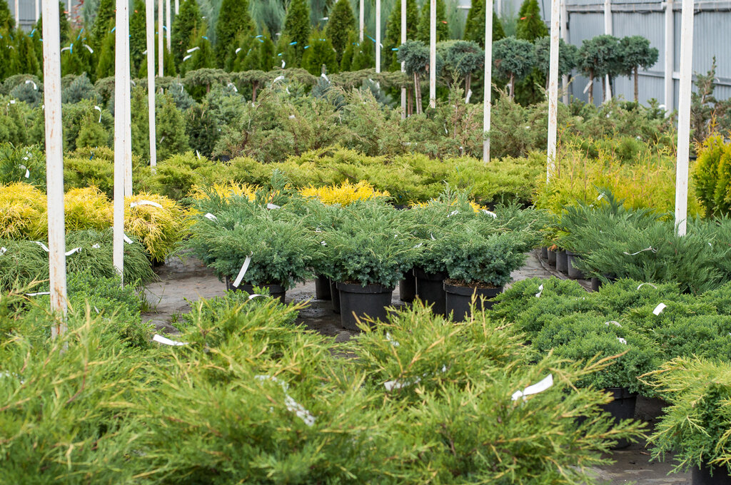 Garden Plants Интернет Магазин Растений Отзывы