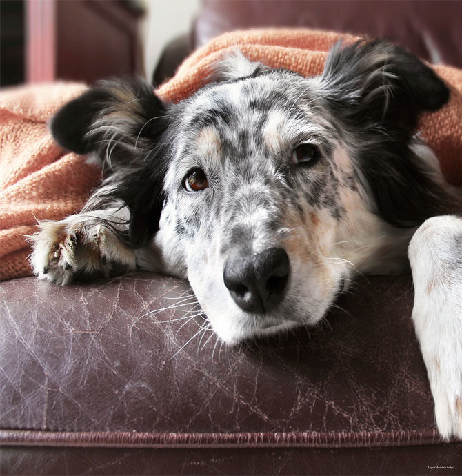 Фото Aspen Mountain Lodge