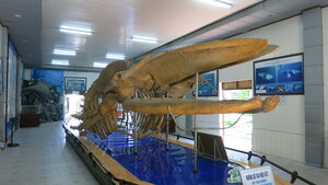 Oceanographic Institute of Nha Trang (Khanh Hoa Province, Nha Trang), museum