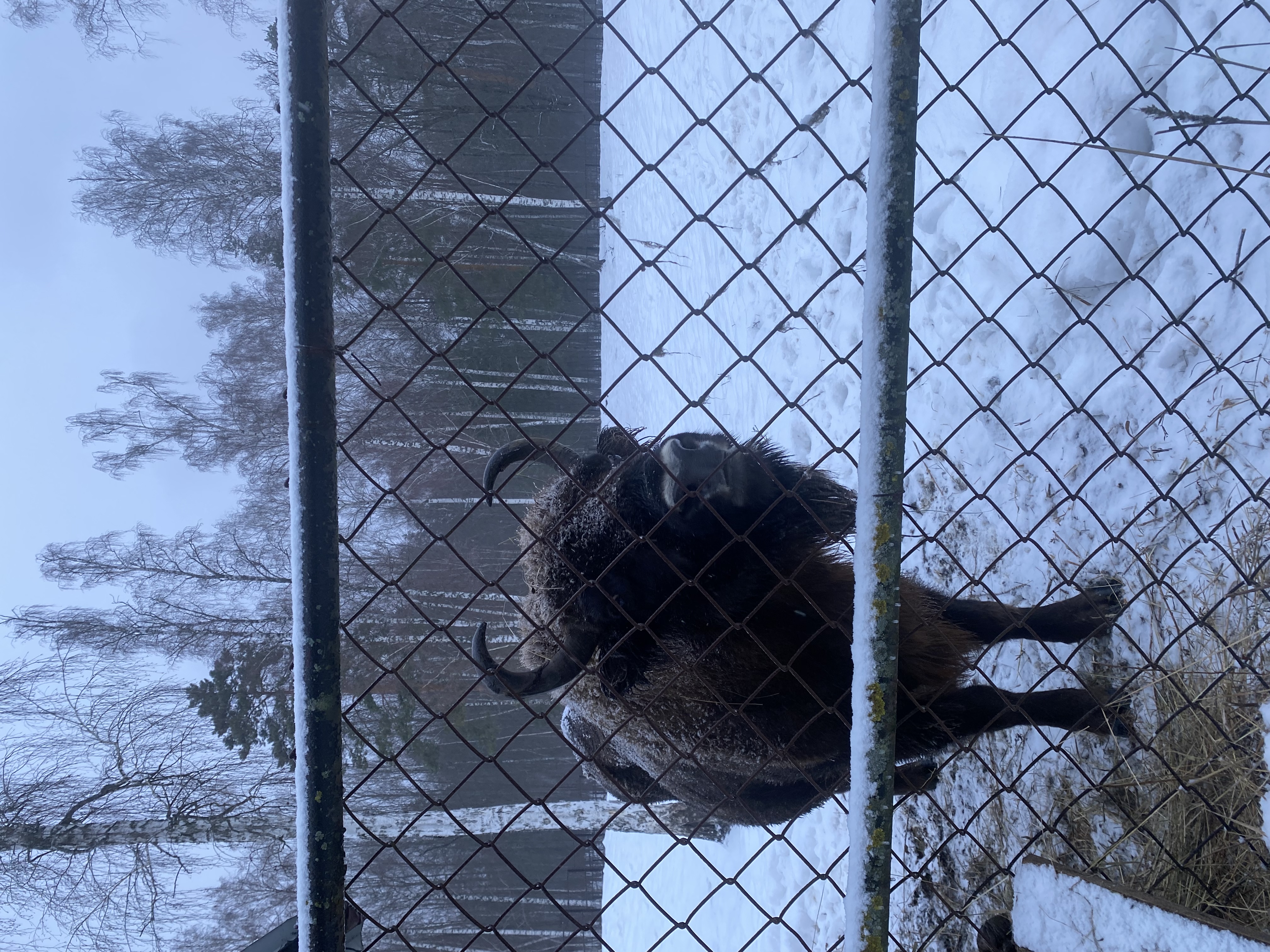 Фото В гостях у Лешего