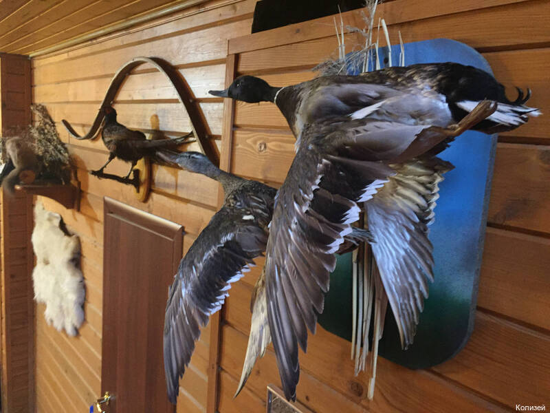 Фото Колизей