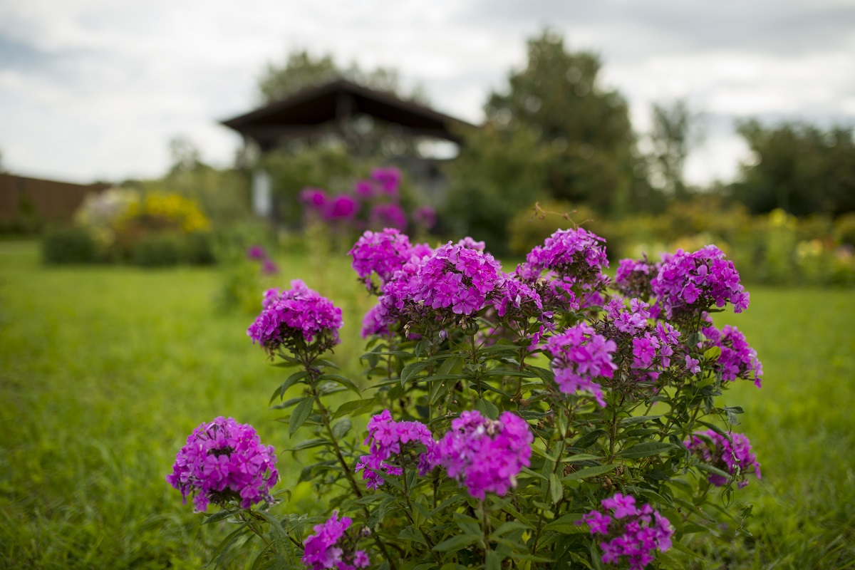 Фото Суздальский Дворик
