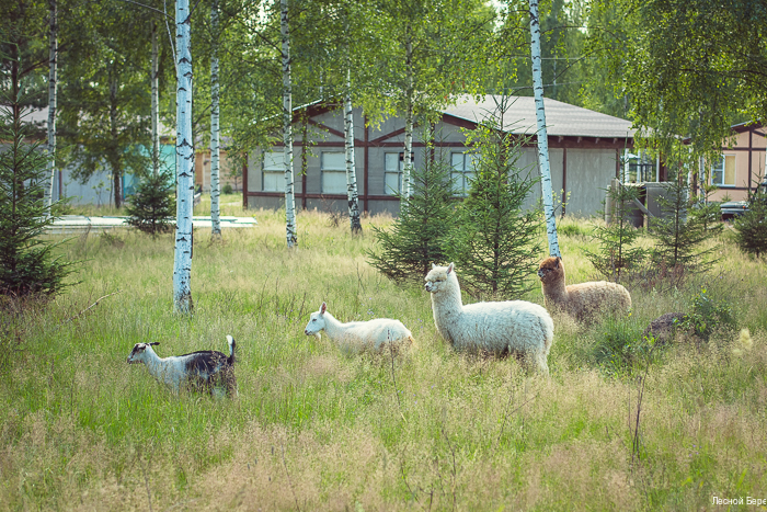 Фото Фермерская усадьба Лесной Берег