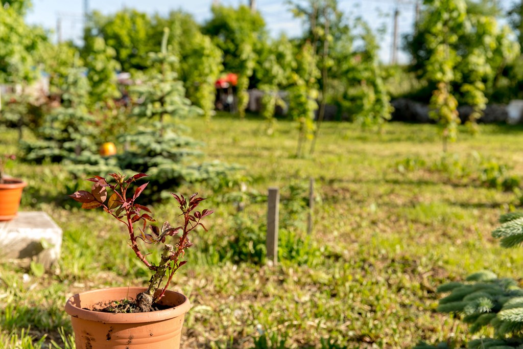 Фото Белый Сад