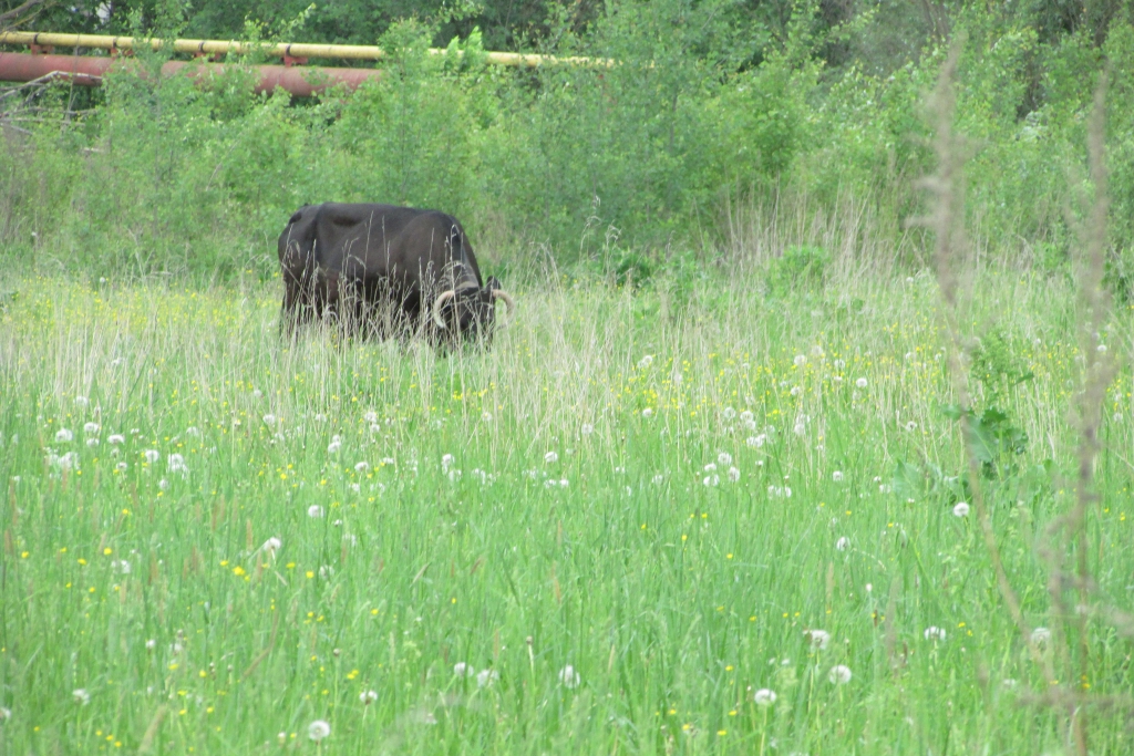 Фото Владимирский хуторок