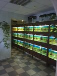 Zoomagazin Akvalajn (Molodyozhnaya ulitsa, 9), aquariums