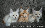 Питомник Мейн Кунов Bayt-are (Kalinina Street, 122), vivero de animales