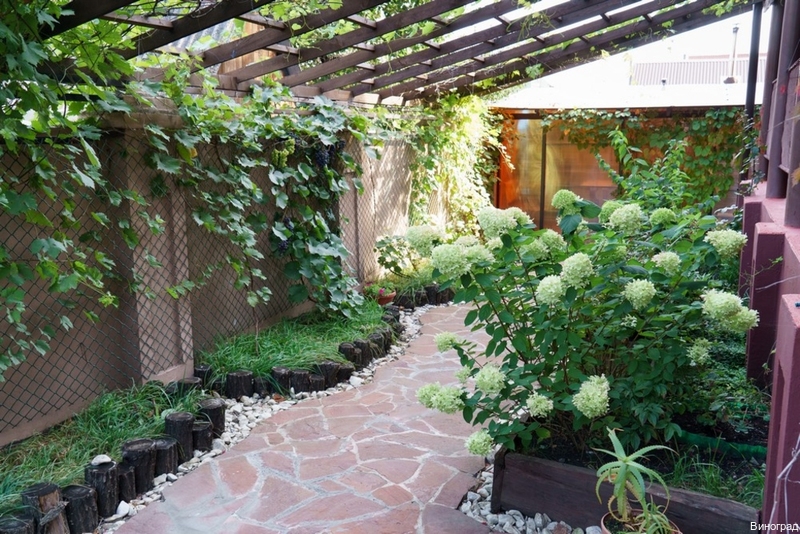 Фото Виноград